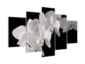 Kép - fehér, orchidea