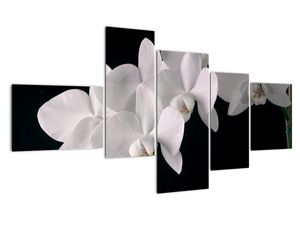 Kép - fehér, orchidea