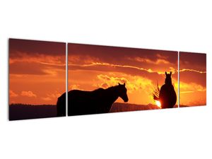 Kép - lovak, napnyugtakor