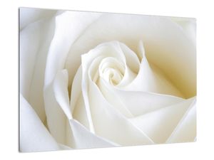 Kép - fehér, rózsák