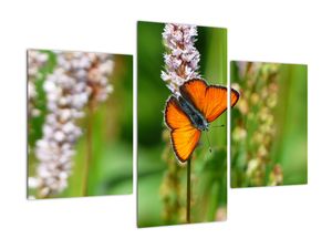 Modern kép - állatok